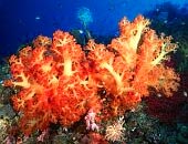 Баллада о кораллах
