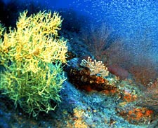 Баллада о кораллах