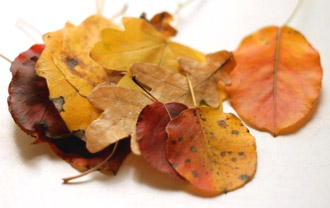 Осенний гербарий с использованием солёного теста